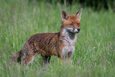 Güzel bir kızıl tilki portresi, vulpes vulpes, otların üzerinde gururla duruyor kulakları delinmiş bir çayırda..