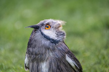 Beyaz yüzlü uyuz baykuşun yakın portresi. Uzunluğu yarım boydur ve kuş gökyüzüne bakar. Kopyalama alanı olan doğal yeşil arkaplan
