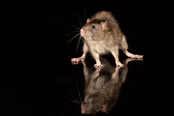 Tikus Biasa Permukaan Reflektif Surround Berwarna Hitam Dengan Ruang Fotokopi — Stok Foto