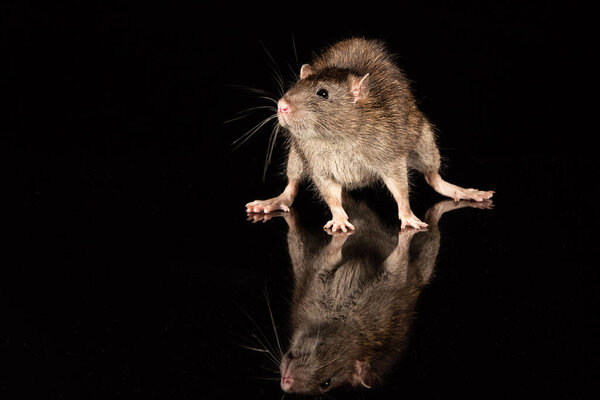 A common rat on a reflective surface. The surround is black with copy space