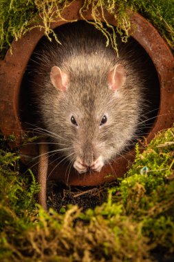 Kahverengi bir sıçan, Rattus norvegicus, bir drenaj borusundan yeni çıkıyor. Kafası, bıyıklarını uzatırken görünüyor. Kameraya doğru bakıyor.