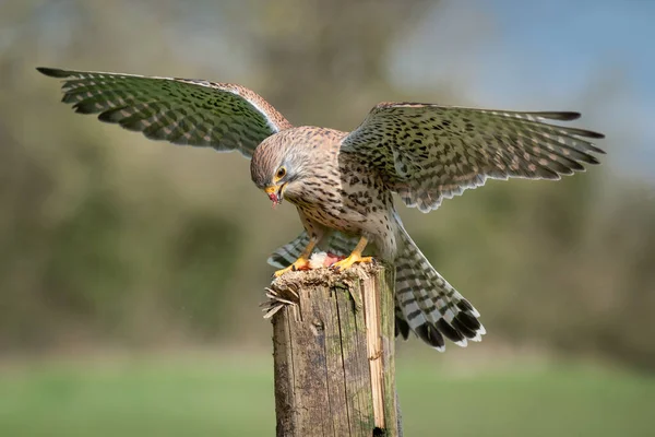 Captive Kestrel Falco Tinnunculus Wings Out Spread Landing Old Wooden — Stock Photo, Image