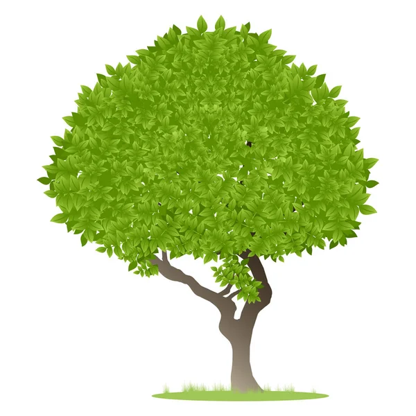 Дерево из зеленой листвы . — стоковый вектор