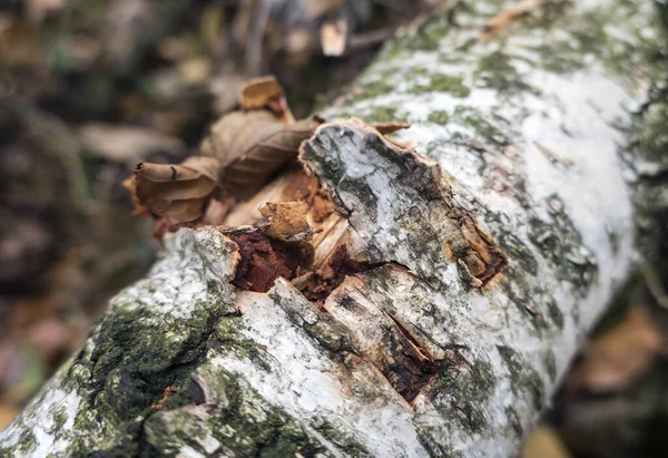 Birch Tree Bark Forest — Stock Photo, Image