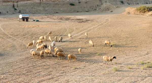 Hospodářská zvířata kozy a ovce — Stock fotografie