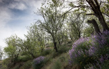 Ağaçları ve kır çiçeği bitkiler