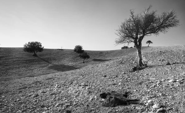Wüstenland mit Bäumen und einem toten Ziegentier — Stockfoto