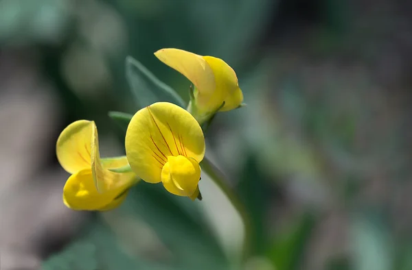 Hippocrepis comosa jaune ou fleur de vesce — Photo