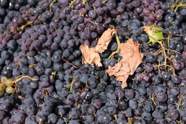 Uvas frescas pretas para a produção de vinho tinto — Fotografia de Stock