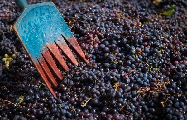 Uvas frescas pretas para a produção de vinho tinto — Fotografia de Stock