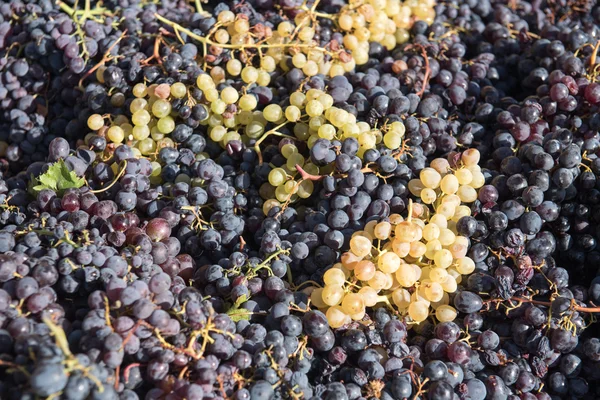 Uvas frescas pretas e brancas para a produção de vinho — Fotografia de Stock