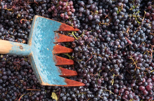 Uvas frescas pretas para a produção de vinho tinto — Fotografia de Stock