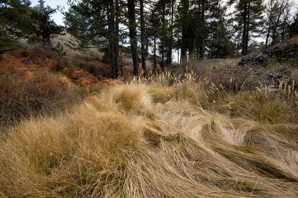 Paesaggio forestale, Troodos Cipro — Foto Stock