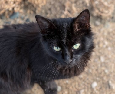 Siyah bir kedinin portresi