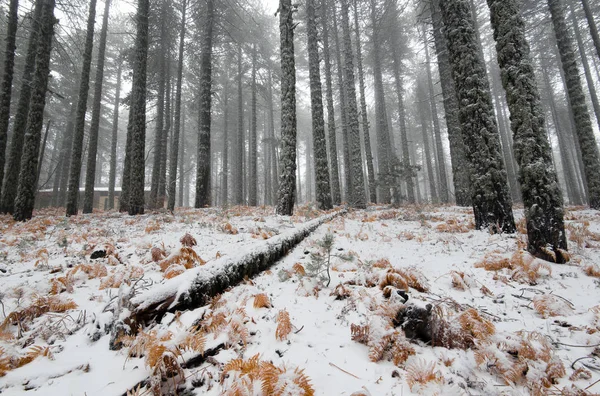 Zimní lesní krajina — Stock fotografie