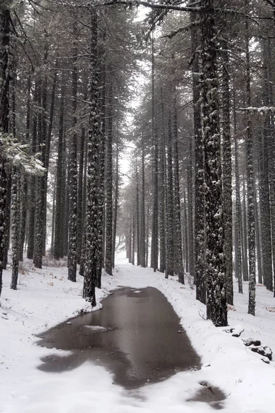 Winter forest landscape — Stock Photo, Image