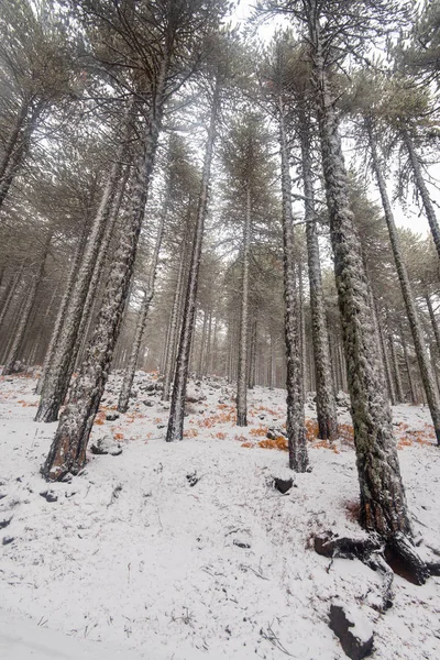 Winter forest landscape — Stock Photo, Image