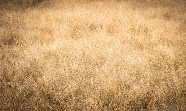 Yellow nature abstract background — Stock Photo, Image