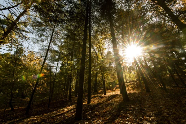 Солнечные лучи сквозь леса — стоковое фото