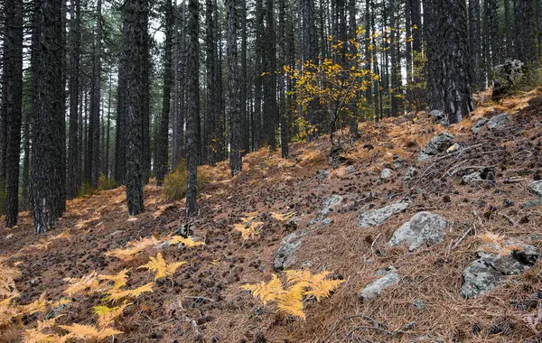 Bosque paisaje de montaña en otoño —  Fotos de Stock