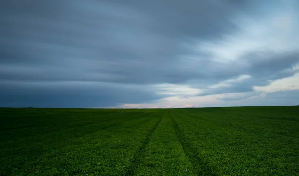 Grüne Wiese und wolkenverhangener Himmel — Stockfoto