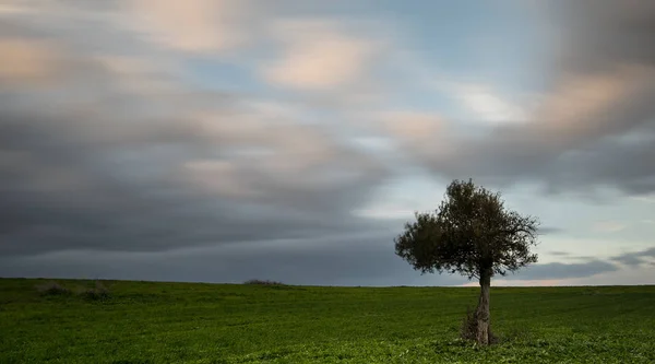 Ensam olivträd med rörliga moln — Stockfoto