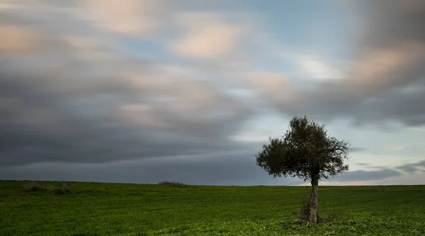 Einsamer Olivenbaum mit bewegten Wolken — Stockfoto