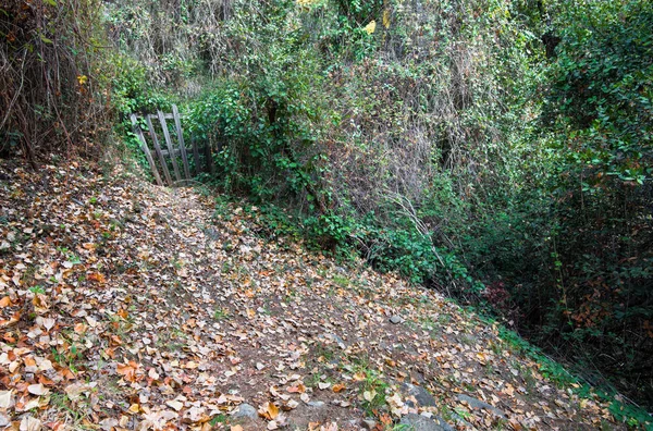 Hojas amarillas de otoño en el suelo —  Fotos de Stock