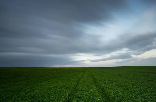 Grüne Wiese und wolkenverhangener Himmel — Stockfoto