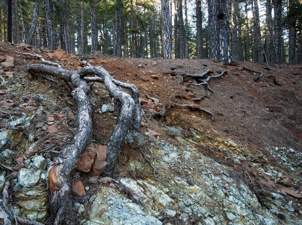 Korzenie drzew leśnych — Zdjęcie stockowe