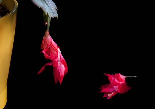赤のクリスマス サボテンの花 — ストック写真