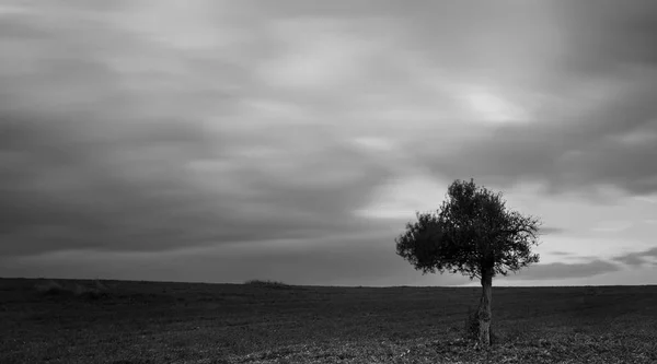 Olivo solitario in un campo verde e nuvole in movimento — Foto Stock