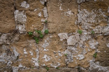 Yeşil bitkiler ile sarı lekeli duvar uçmuş