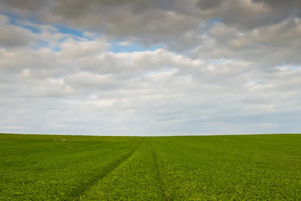 Campo verde e cielo nuvoloso — Foto Stock