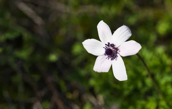 Anemone bianco coronaria fiore selvatico — Foto Stock