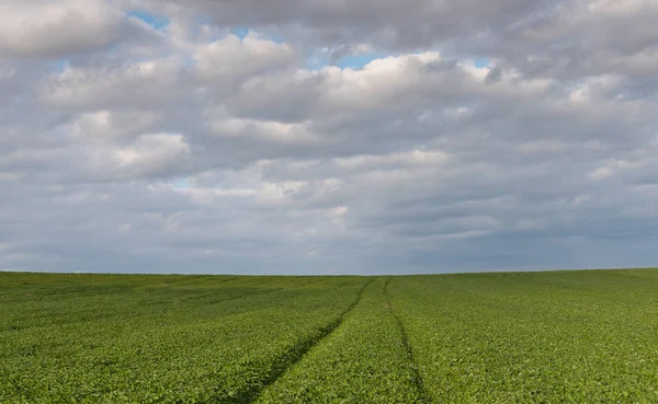 Groen veld en bewolkte lucht — Stockfoto