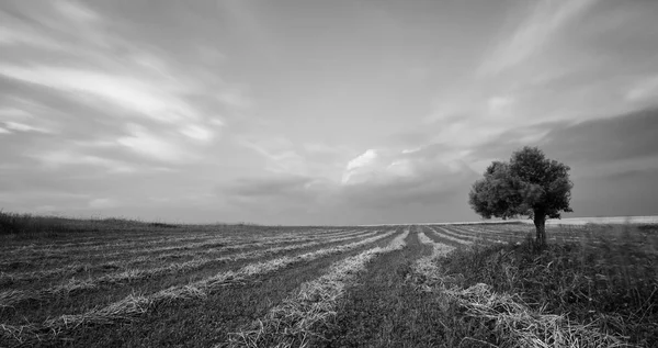 Olivo solitario in un campo verde — Foto Stock