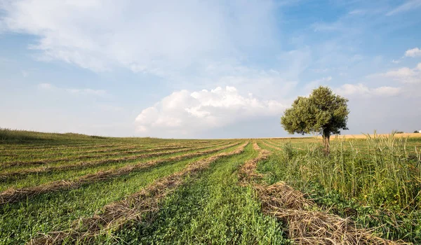 Одинокое оливковое дерево в поле — стоковое фото