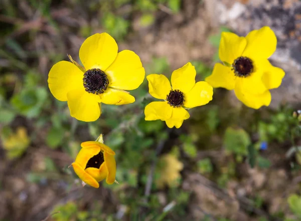 黄色いアネモネ冠状の野生の花 — ストック写真