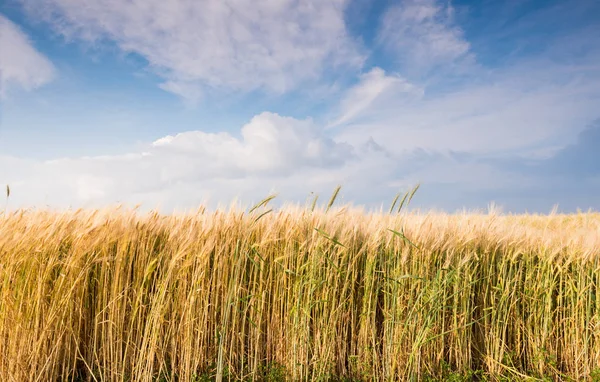 Campo de trigo dourado e céu — Fotografia de Stock