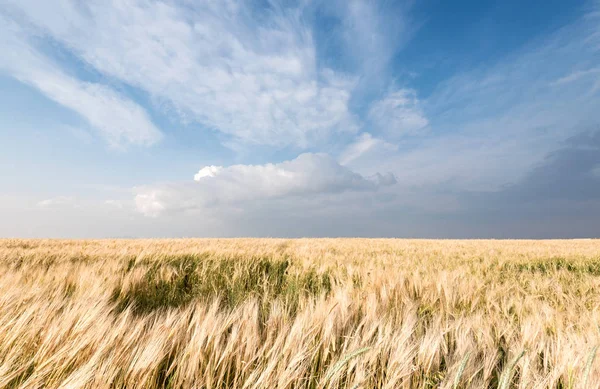 Golden wheat field and sky — Stock Photo, Image