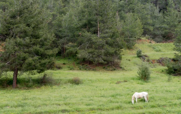 Beyaz at tarlada — Stok fotoğraf