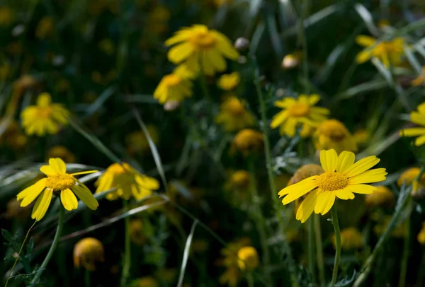Małgorzata żółte kwiaty Obraz Stockowy