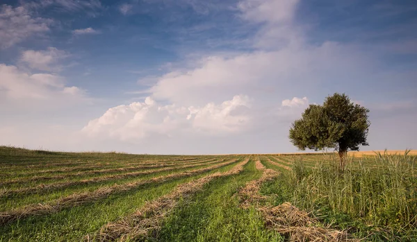 A zöld mező magányos olajfa — Stock Fotó