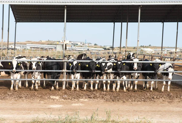 Ganadería de vacas —  Fotos de Stock