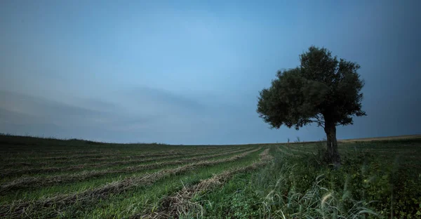 Yeşil bir alanda yalnız zeytin ağacı — Stok fotoğraf