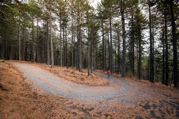 Hombre caminando en el bosque en otoño —  Fotos de Stock