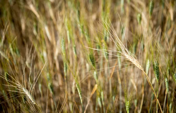 Friss gabona terv készen áll a termesztés — Stock Fotó