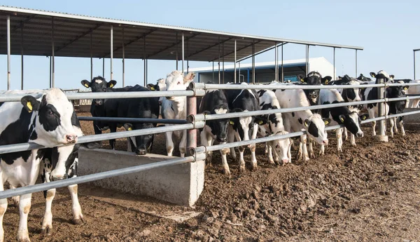 Ganadería de vacas —  Fotos de Stock