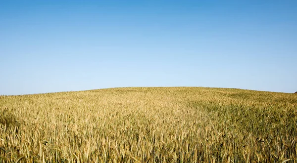 Campo de trigo prado pronto colheita — Fotografia de Stock